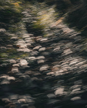 画像をギャラリービューアに読み込む, MeisMe × Yukari Yoshii Fragment Sachet